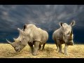 864 - rhino pair - TOFT MAUREEN - england
